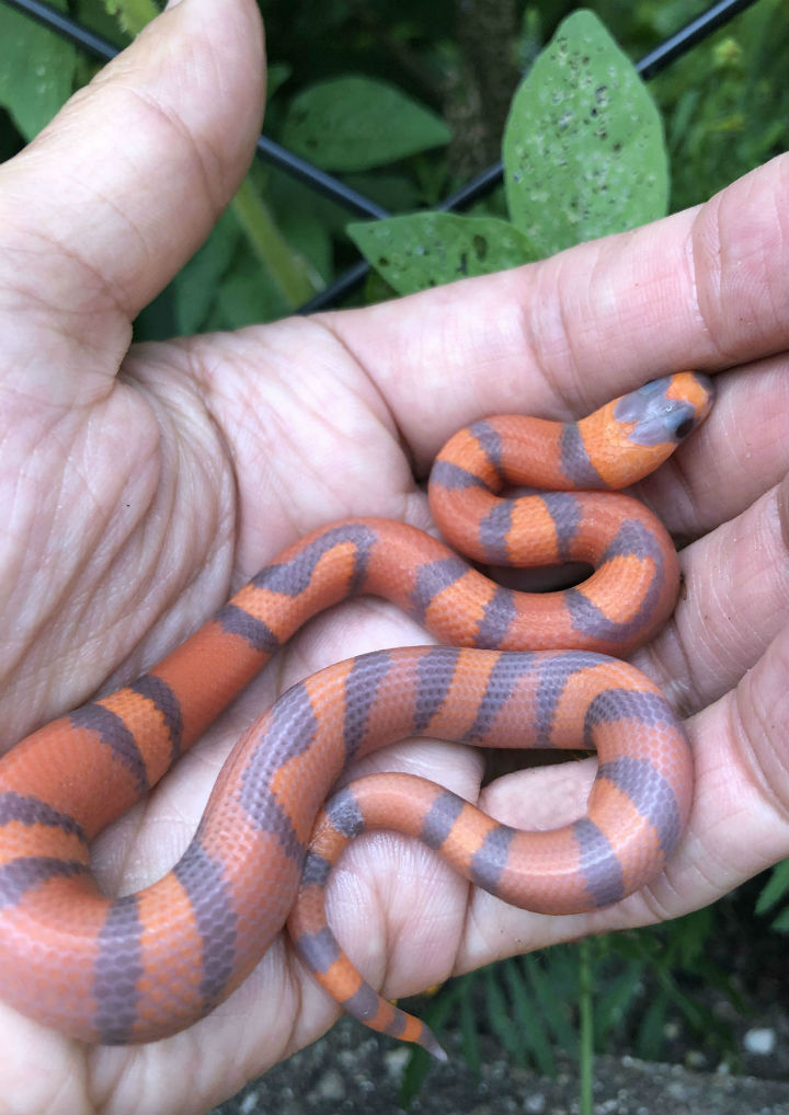 Hypomelanistic Honduran Milk Snake